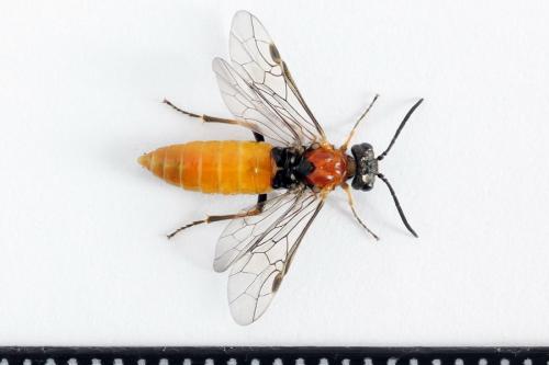 Réf. 223 102 : Dolerus aericeps